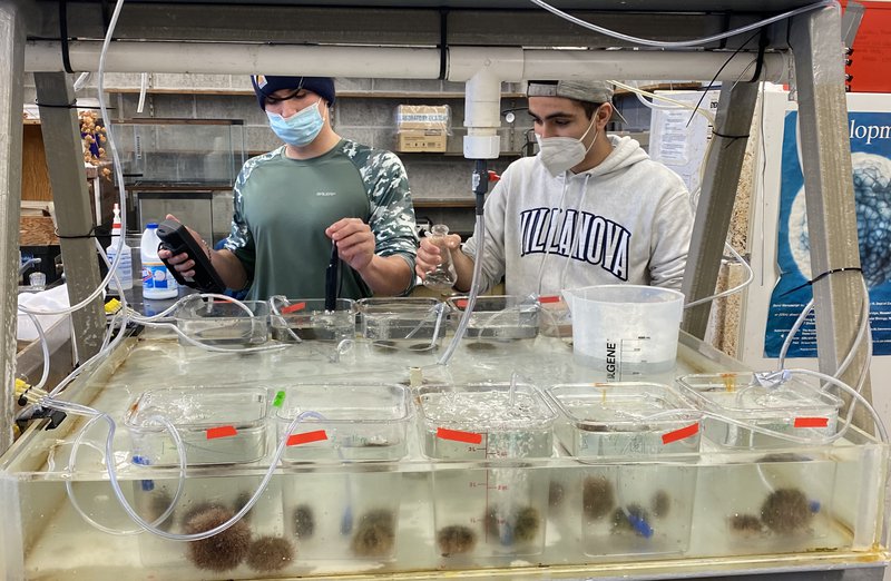 Two students in a lab studying sea urchins