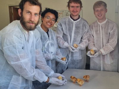 4 researchers with chicks