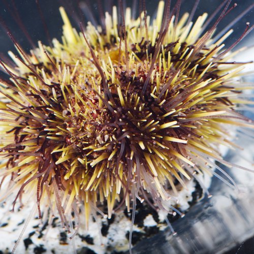 close-up image of a sea urchin