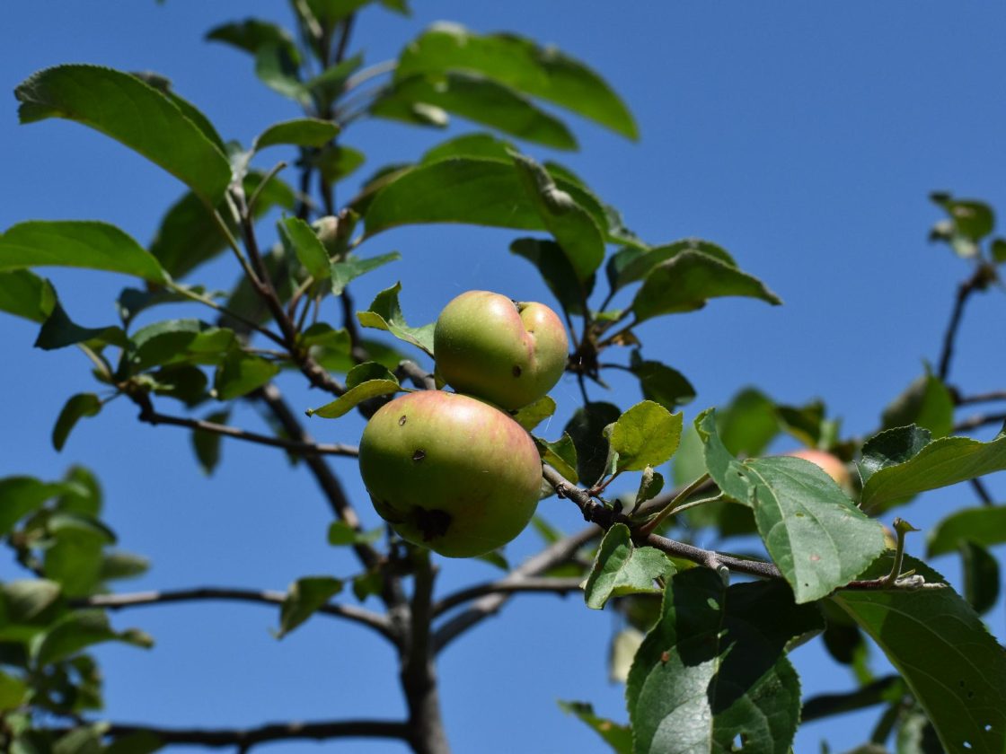 Orange Is the New Green: Pete’s Giving Garden and South Campus Food Pantry Support Students Through Sustainability