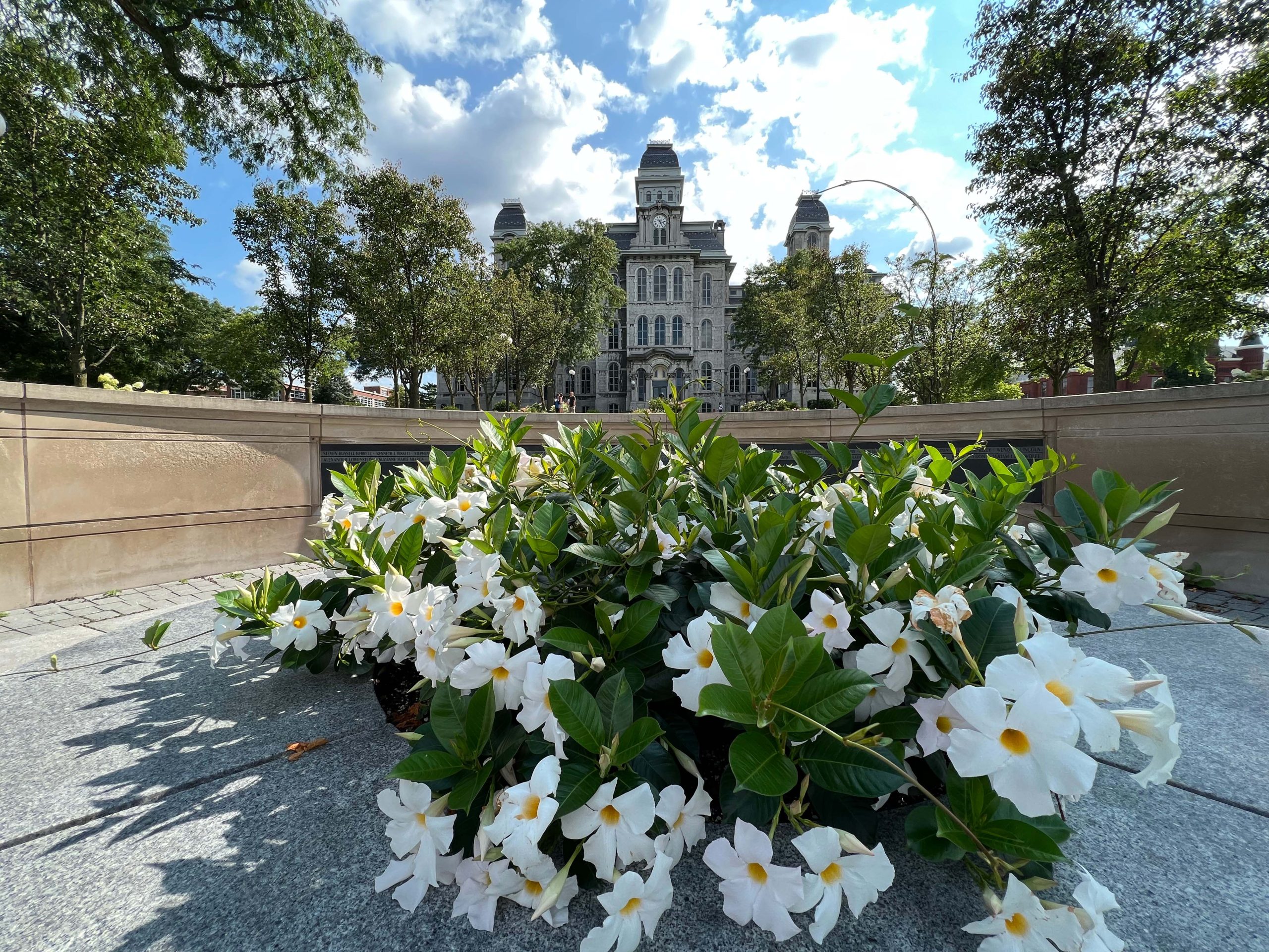White flowers in the foreground around the remembrance wall with the Hall of Languages in the background. 