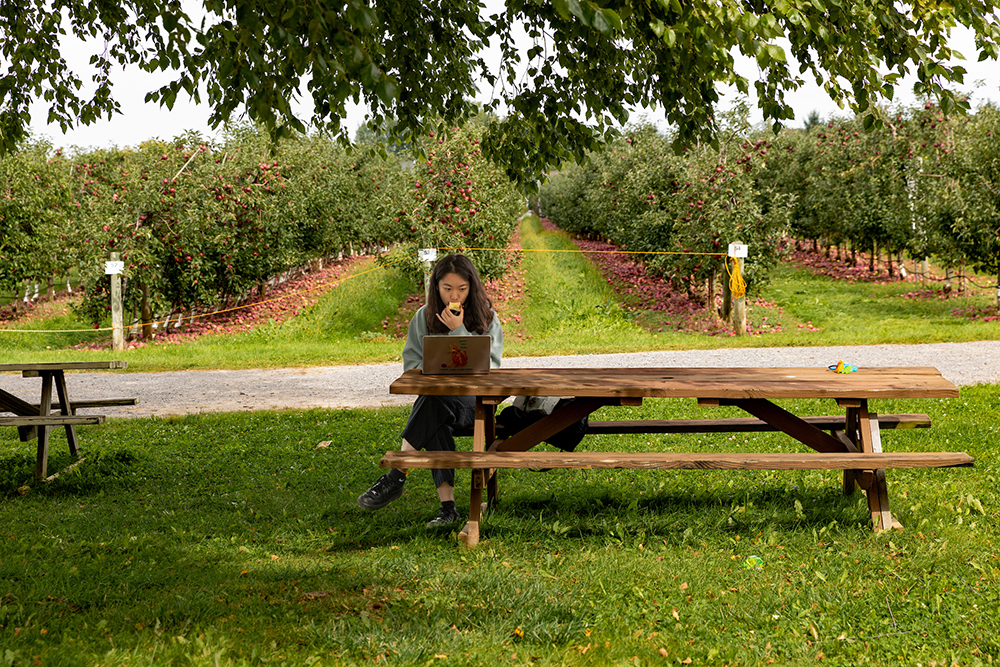 Student sitting at a picnic table on a laptop in an apple orchard.