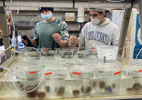 Sea Urchins Are Struggling to ‘Get a Grip’ as Climate Change Alters