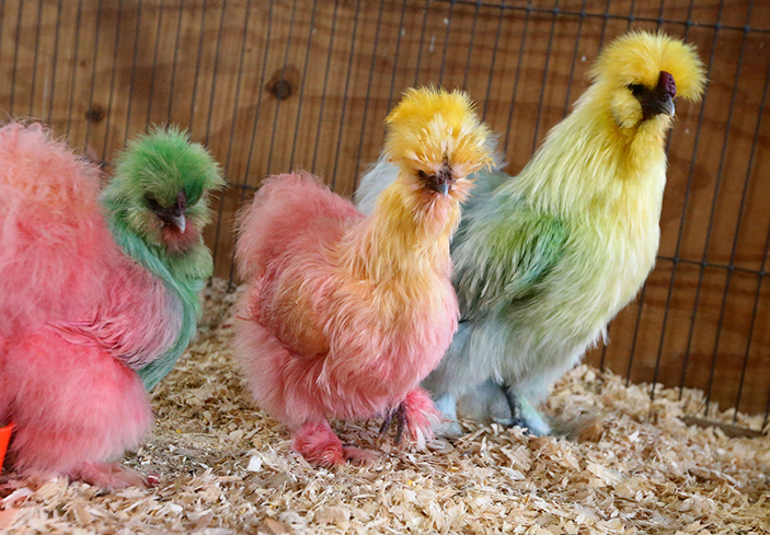 Multicolored chickens
