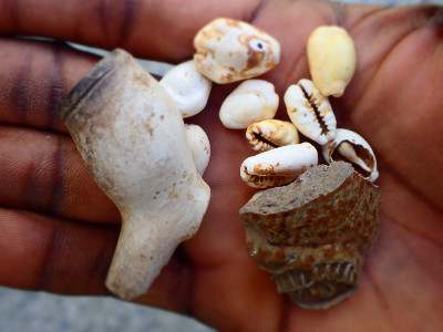 Pipe cowries and stoneware from Fort Amsterdam site
