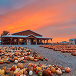 Wooden building in the background with many rows of color pumpkins in the foreground and a beautiful sunset