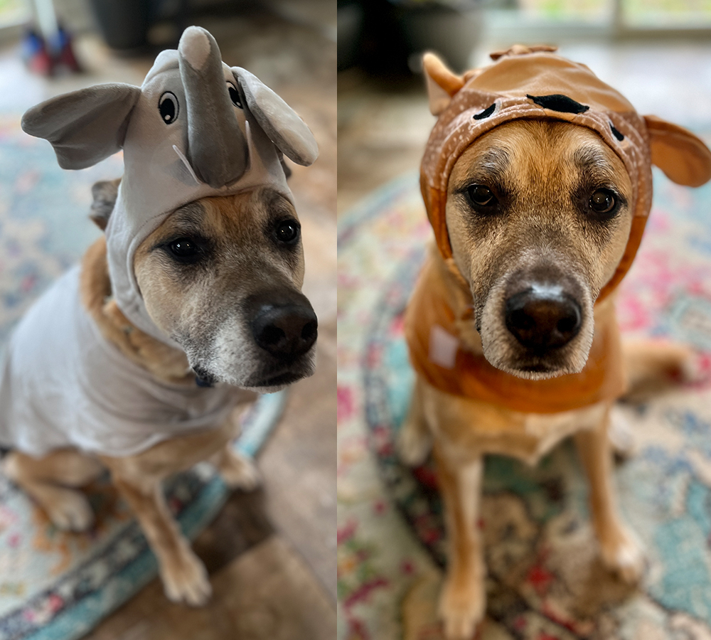 Same dog dressed in two different Halloween costumes. 