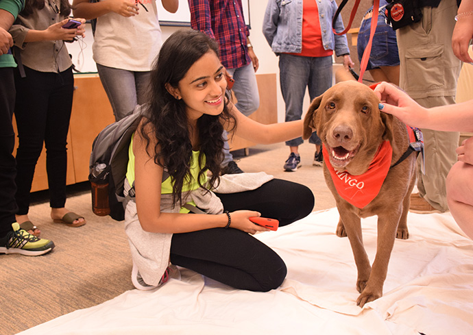 Libraries Offers Extended Hours, Destress Activities During Finals Week Fall 2023