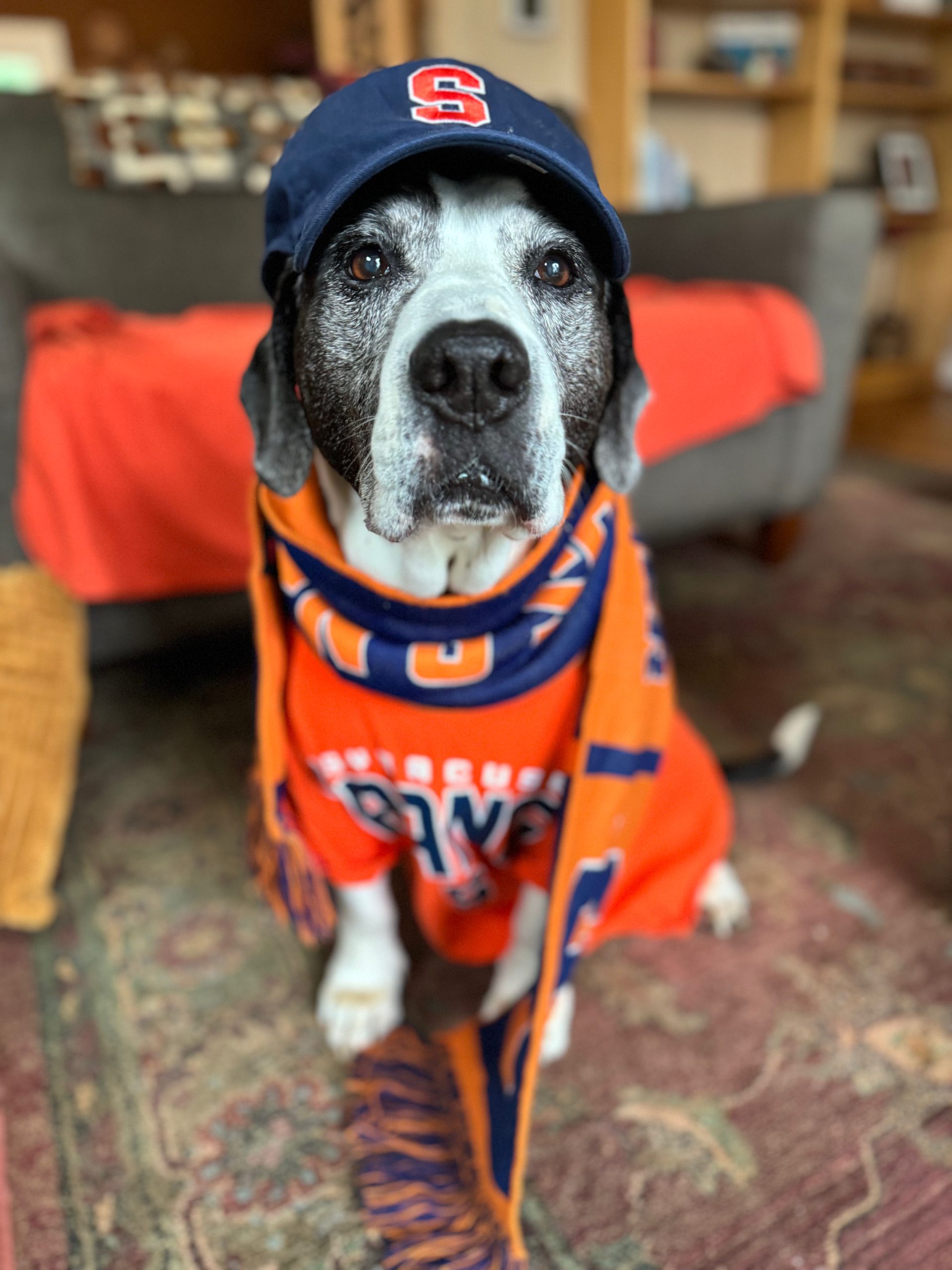 Dog dressed in Syracuse gear!