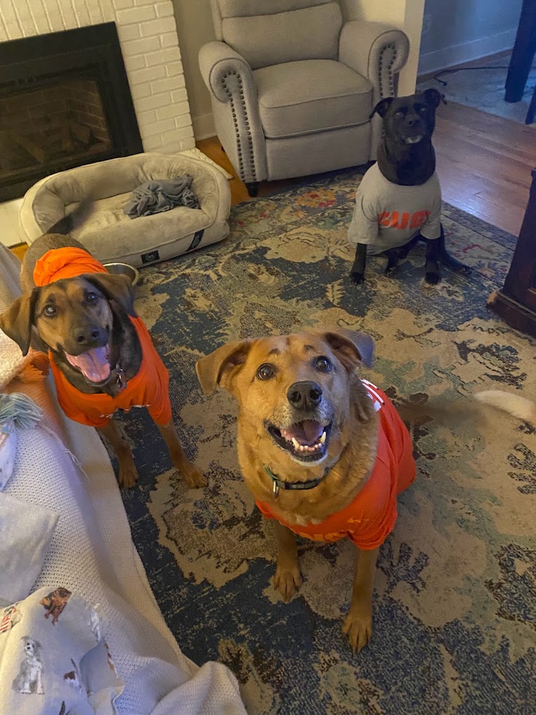 Three dogs wearing Syracuse shirts. 