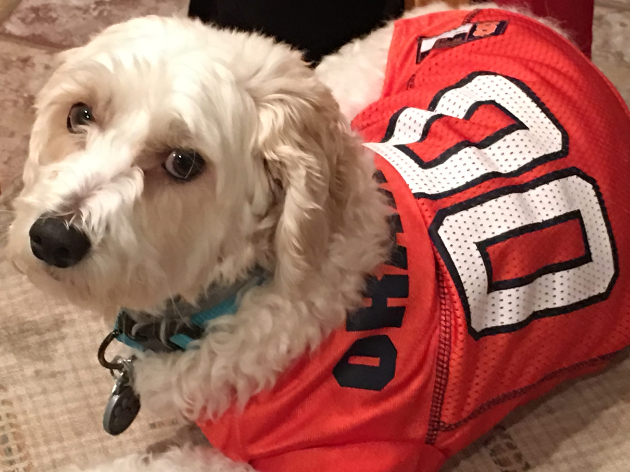 Dog in a syracuse orange jersey