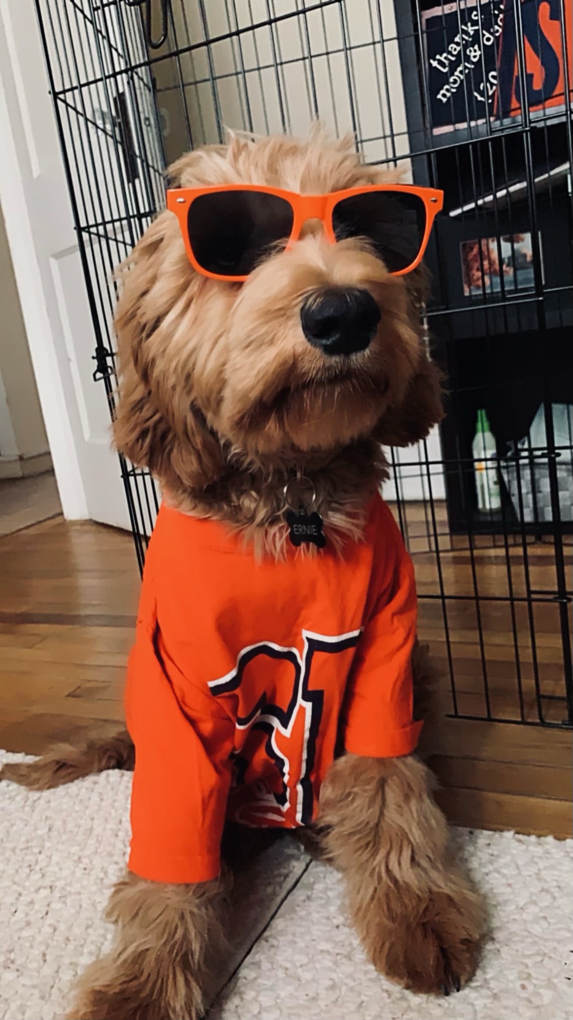 Dog in orange sunglasses and tshirt