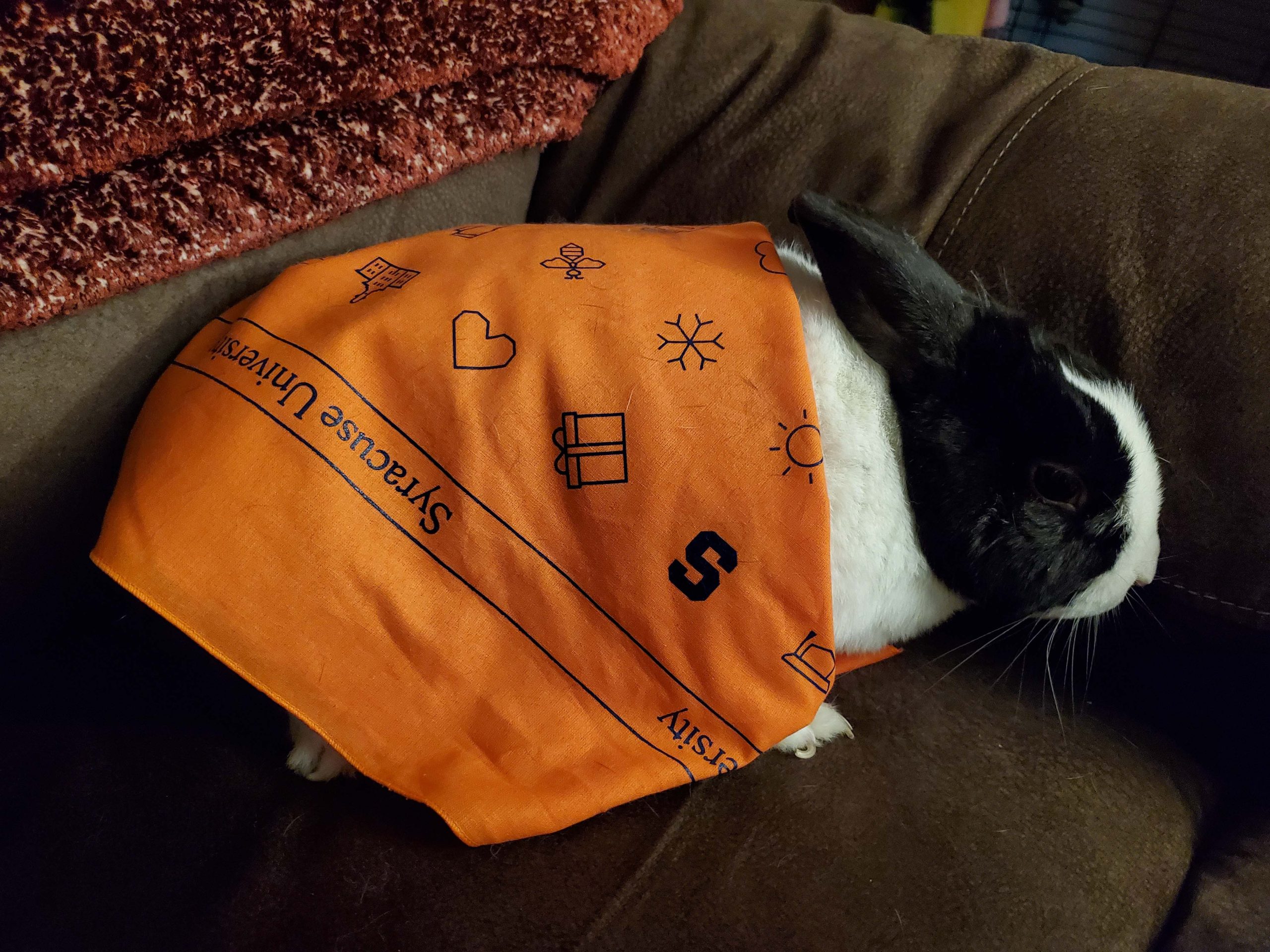 Rabbit wrapped up in an orange scarf. 