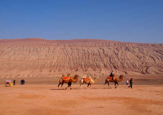 people with camels in desert