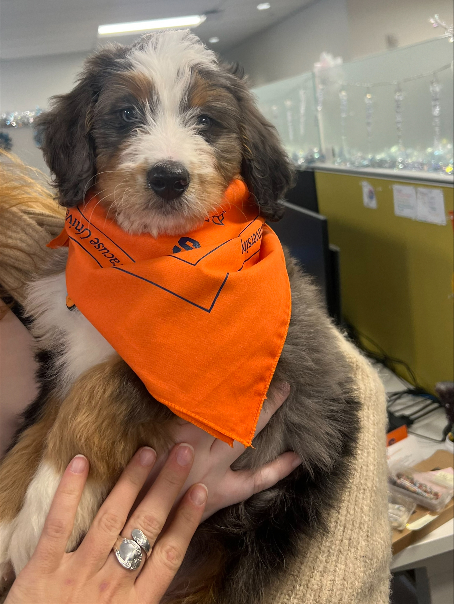 Small dog being held wearing an orange bandana. 