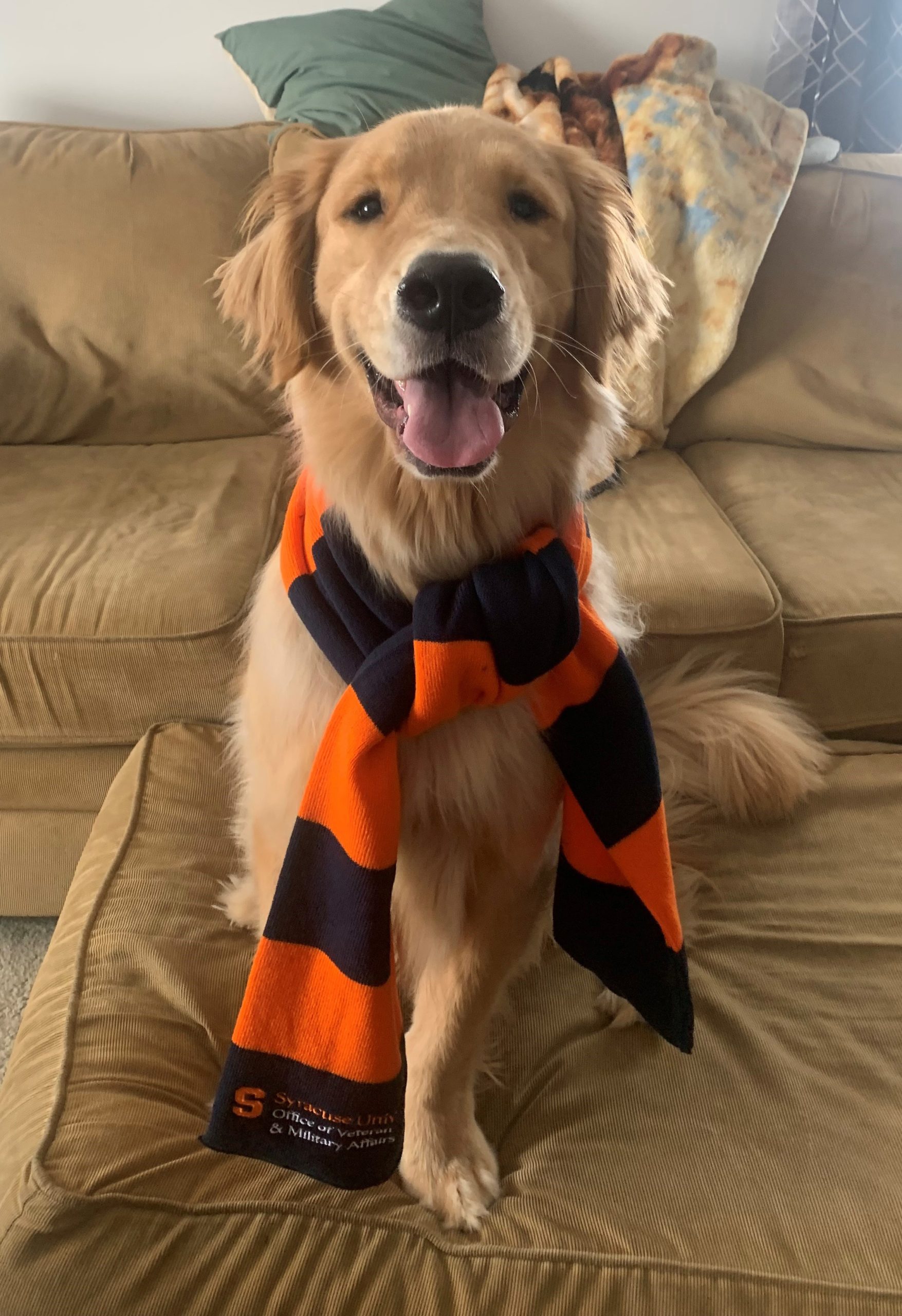 Dog wearing a orange and blue scarf