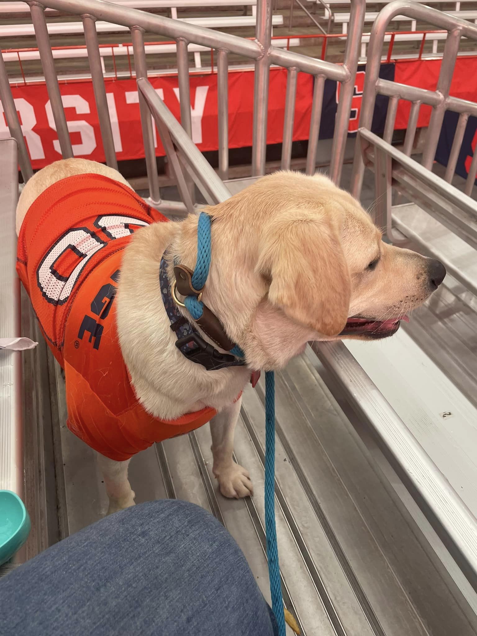 Dog in the Dome wearing a jersey.