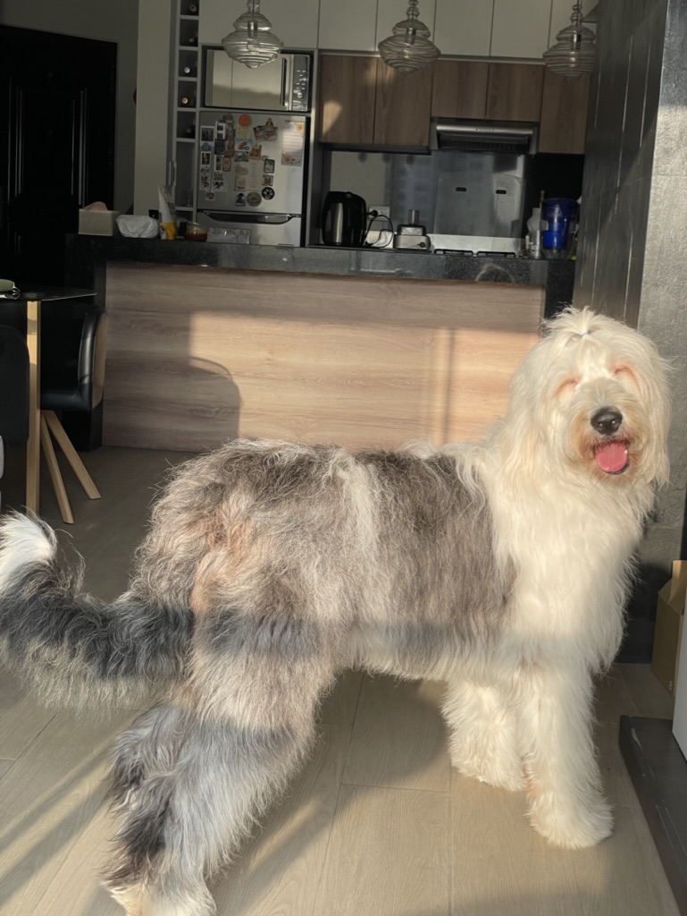 Dog standing in a kitchen with the sun shining on them. 