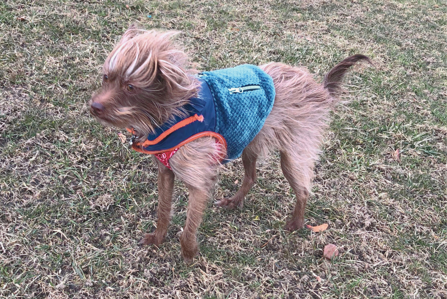 Small dog wearing a blue vest.