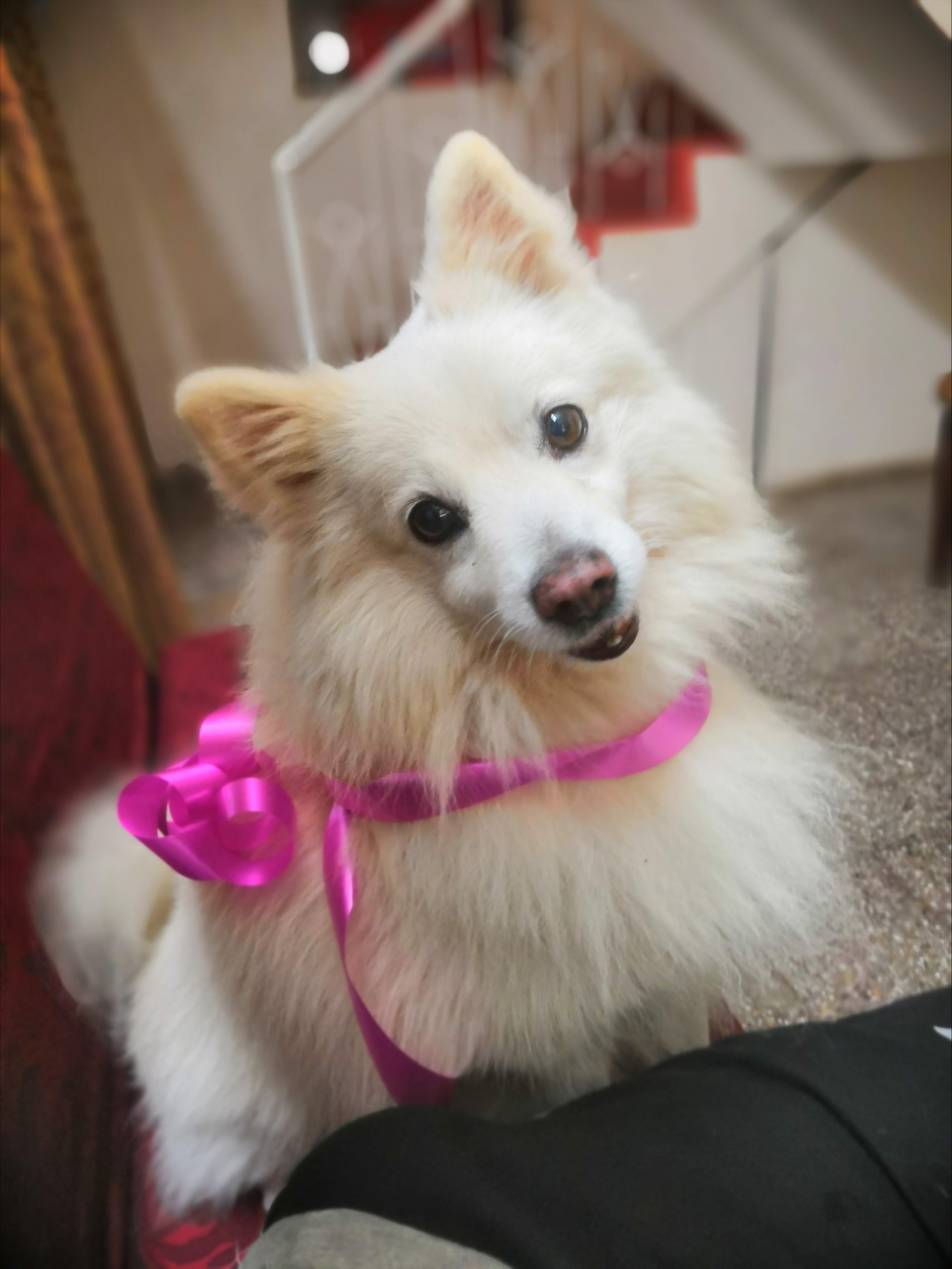 Dog wearing a pink bow. 