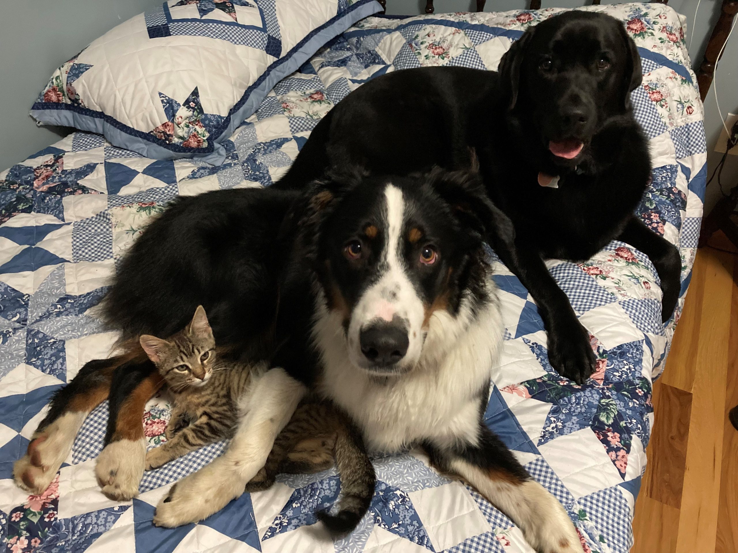 Two dogs and a cat sitting on a bed.