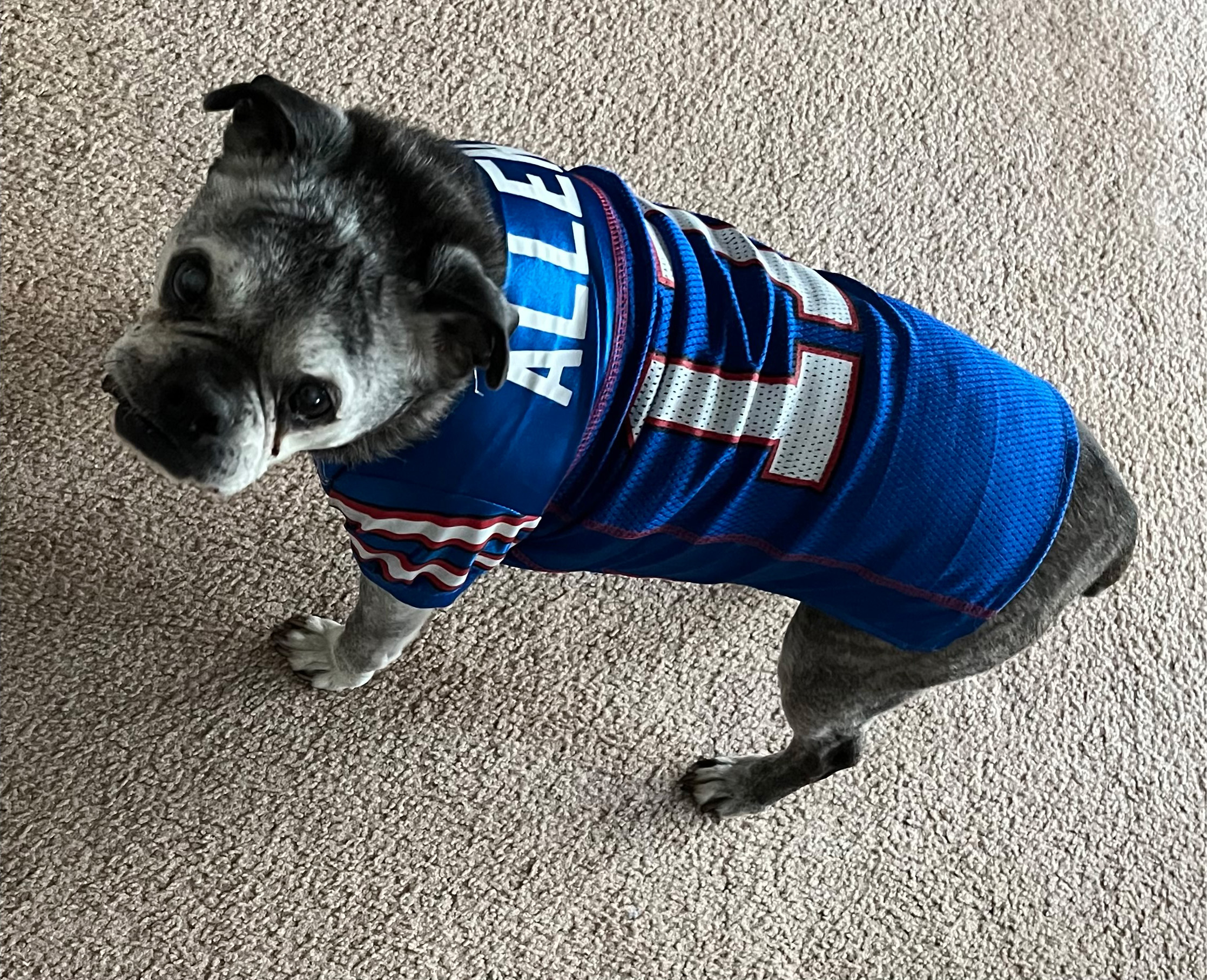Small dog in a Josh Allen jersey
