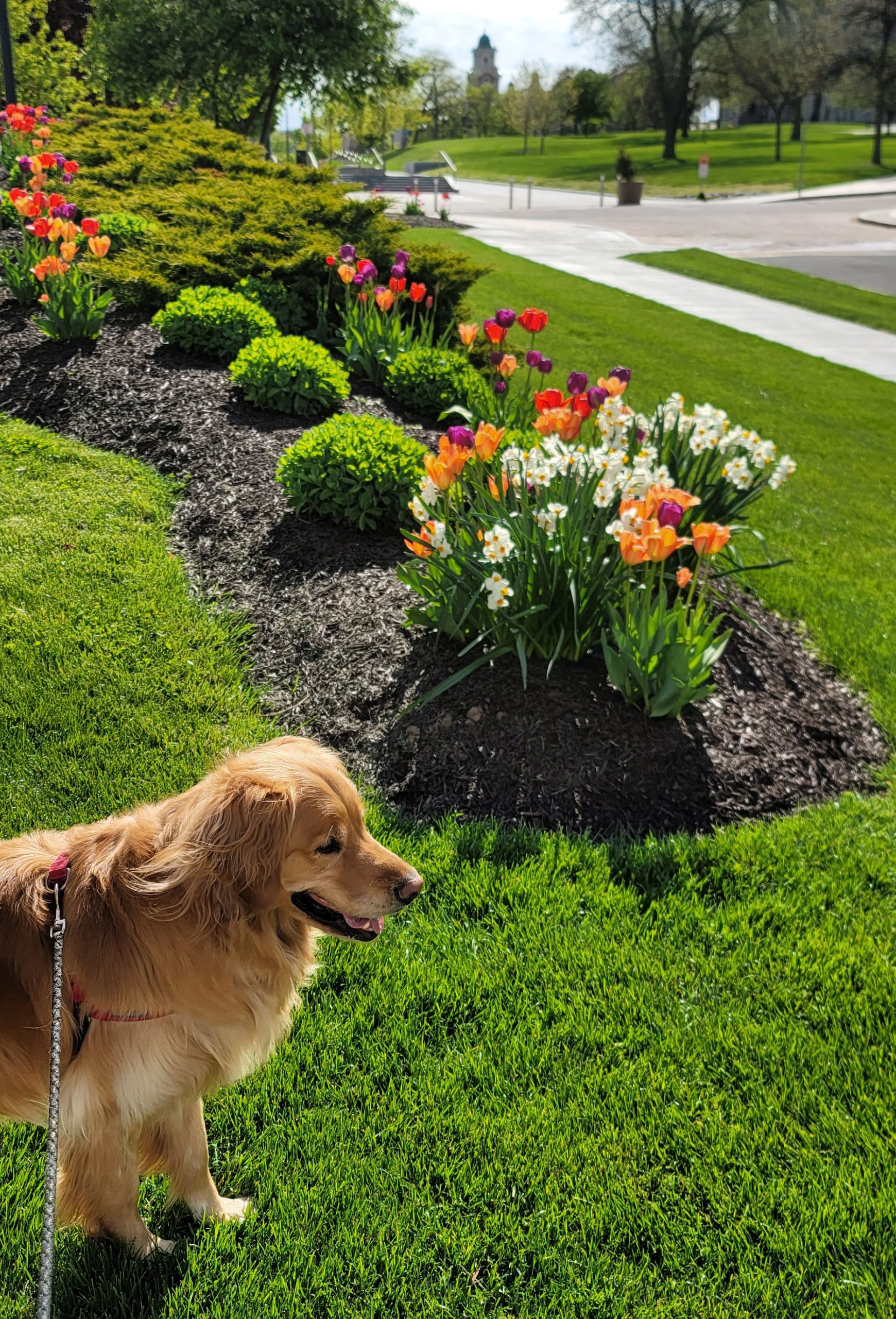 Dog on a spring day with flowers