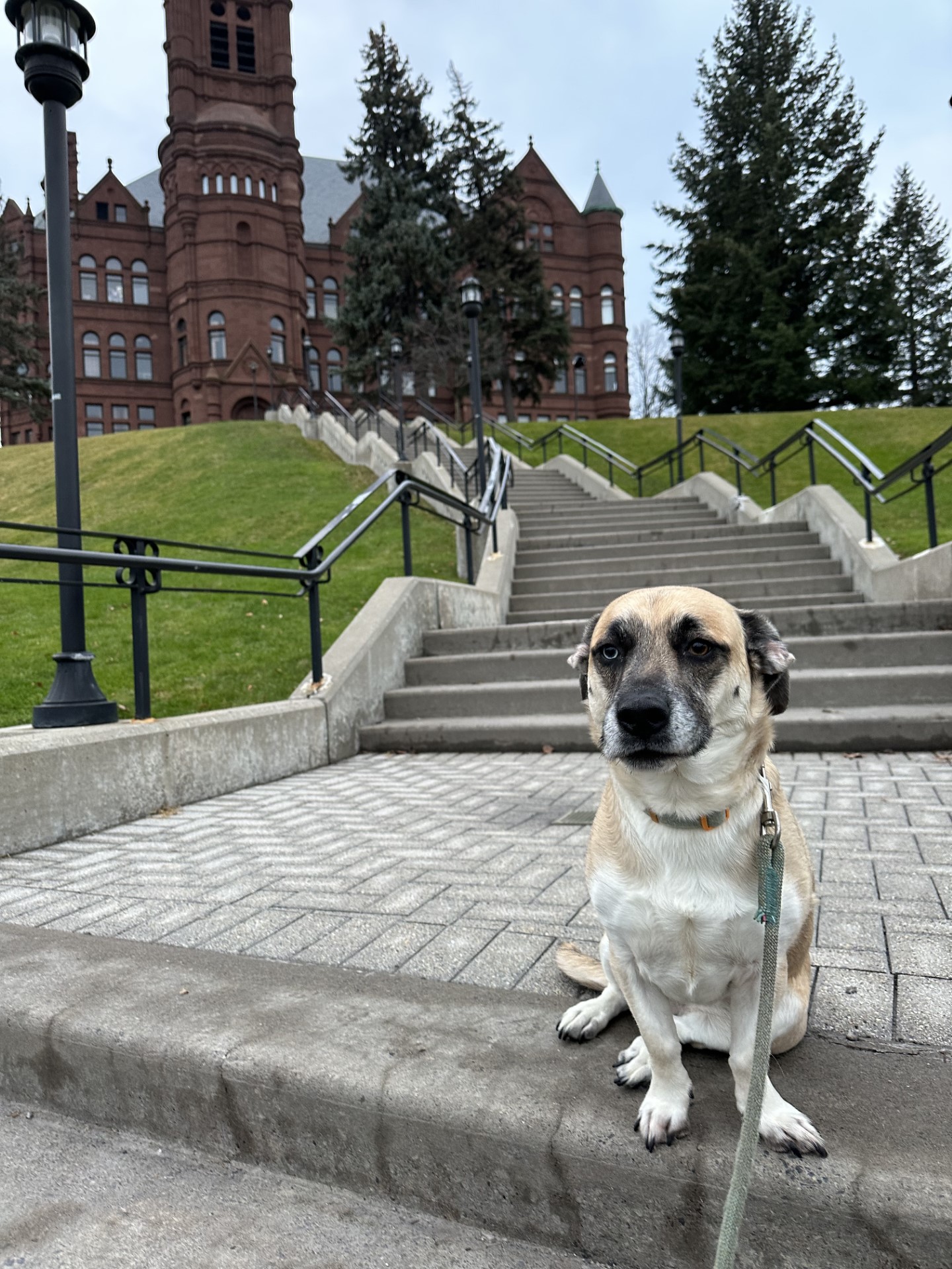 Dog sitting on the bottom step of the Crouse College steps.