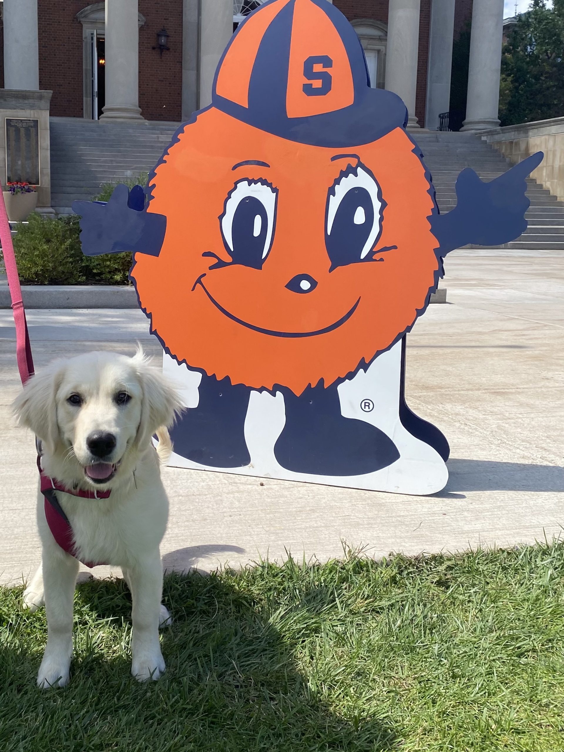 Dog on a leash standing next to a cardboard cut out of Otto the Orange.