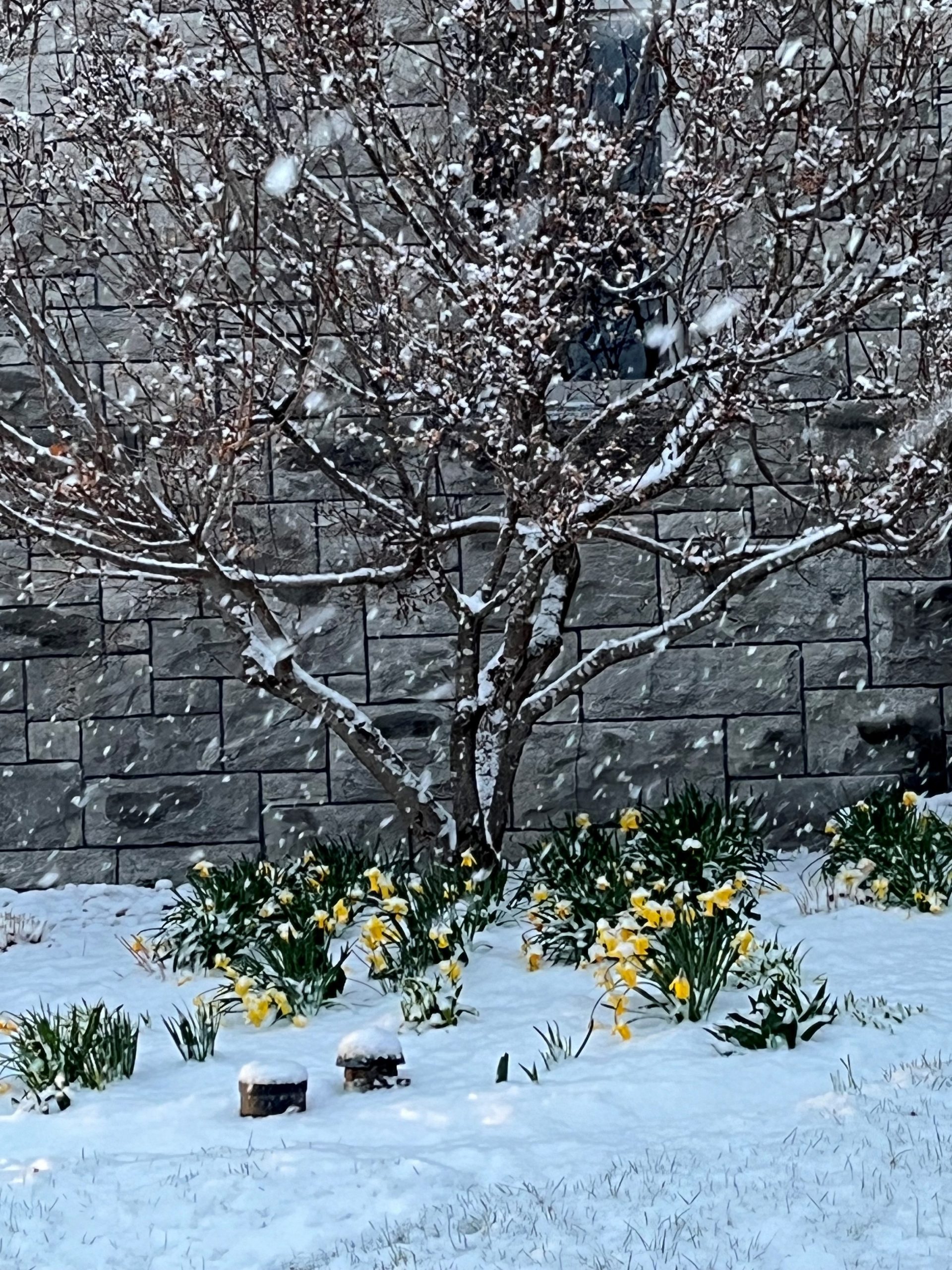 flowers covered with snow beneath a tree outside of Holden Observatory