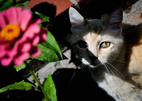 cat peering around foliage