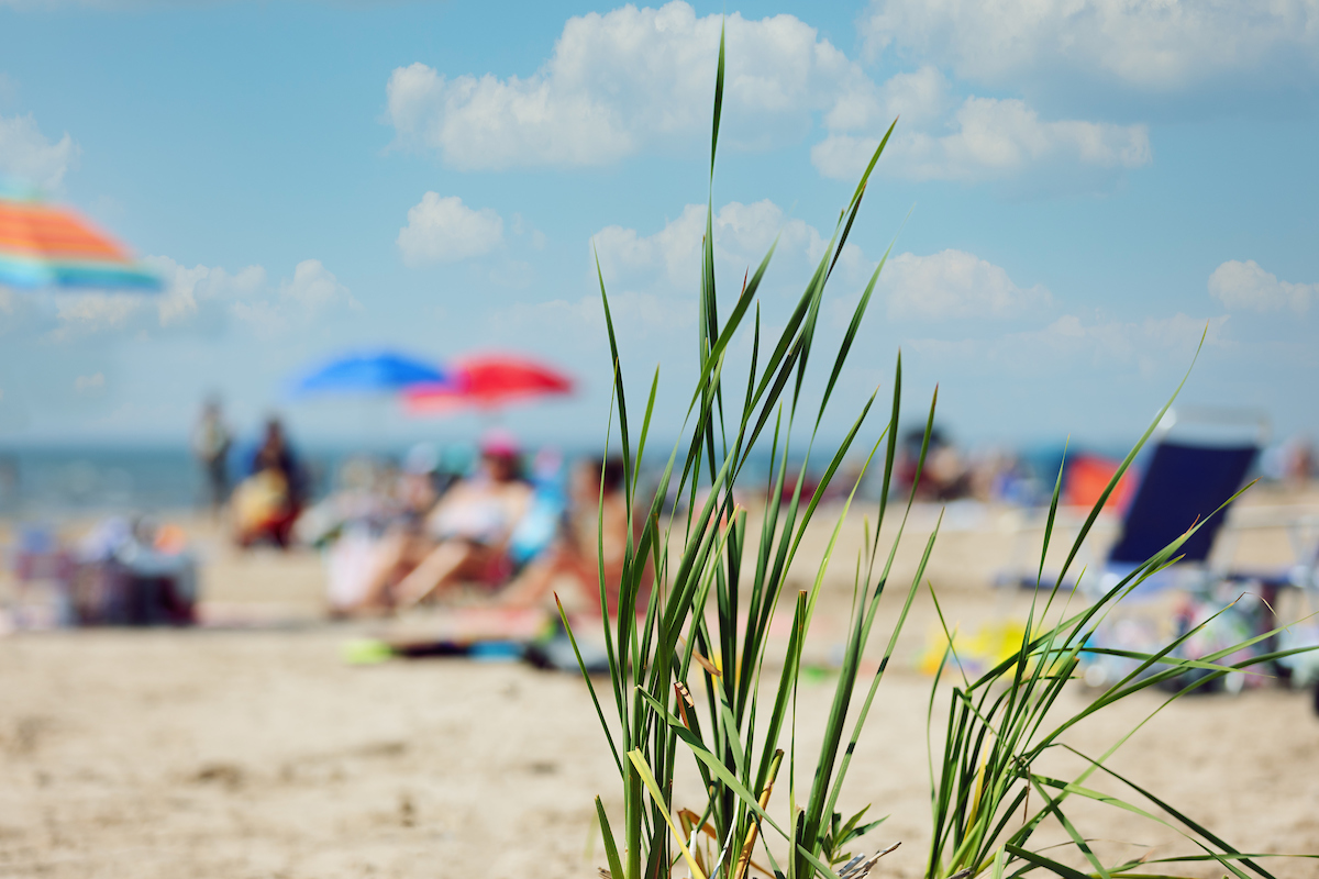 Beach with people on it with umbrellas and chairs in the background on a sunny day with a few tall stalks of grass in the foreground. 