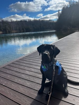 Black dog wearing a blue vest sitting on a dock on a sunny day.