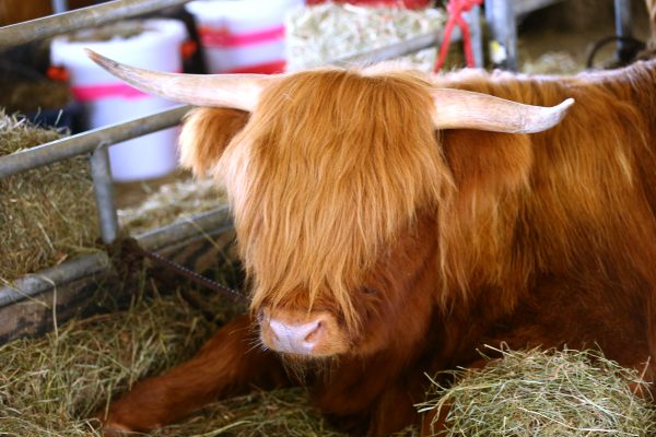 Scottish Highlander laying in the hay in a Barn