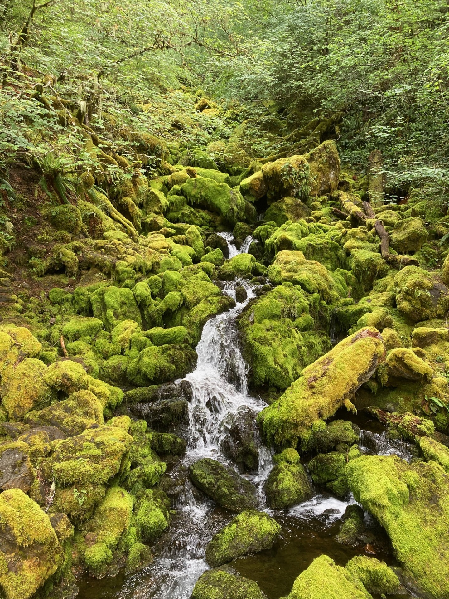 Waterfall running through moss covered rocks.