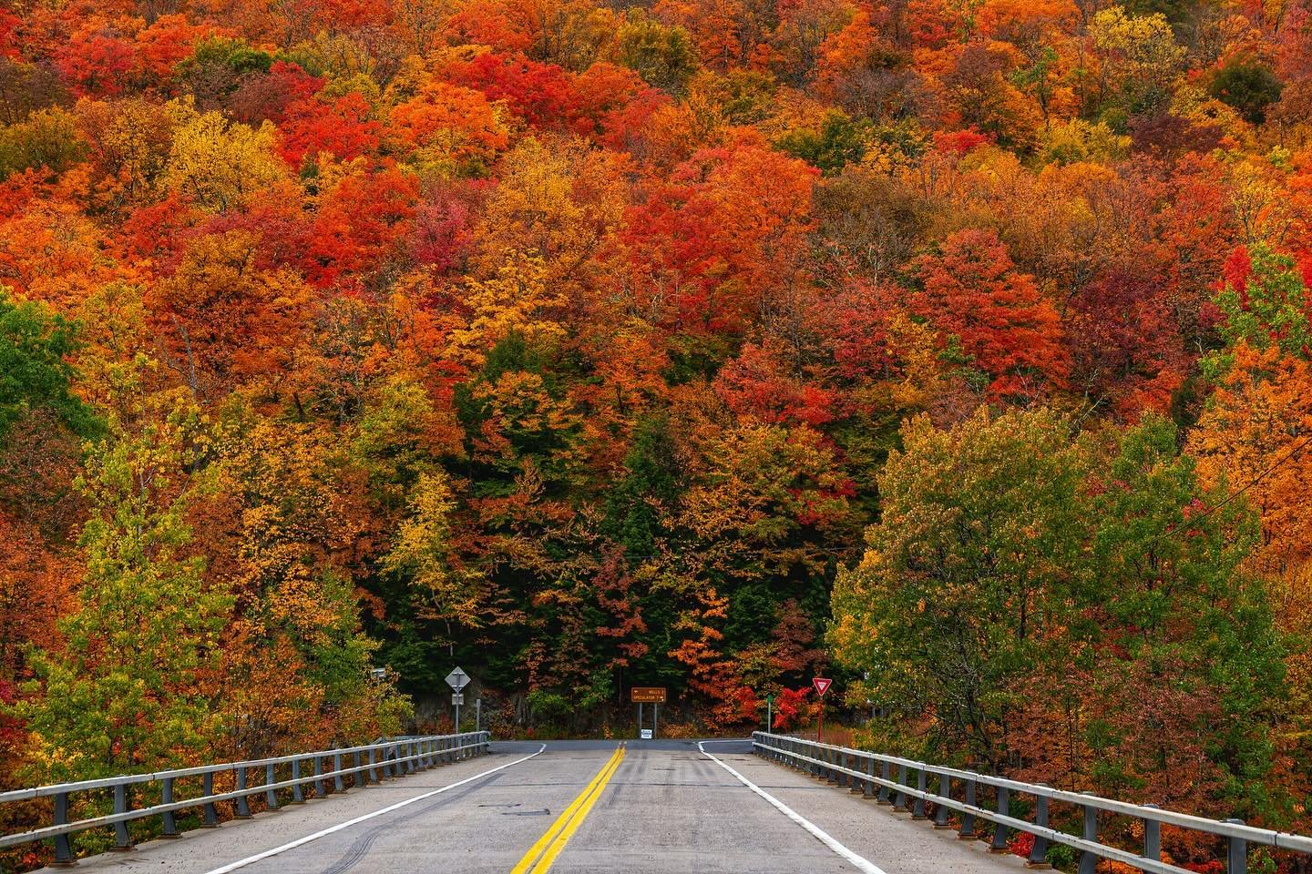 A vibrant autumn scene showing a road leading through a dense forest with trees filled with brilliant red, orange, and yellow leaves.