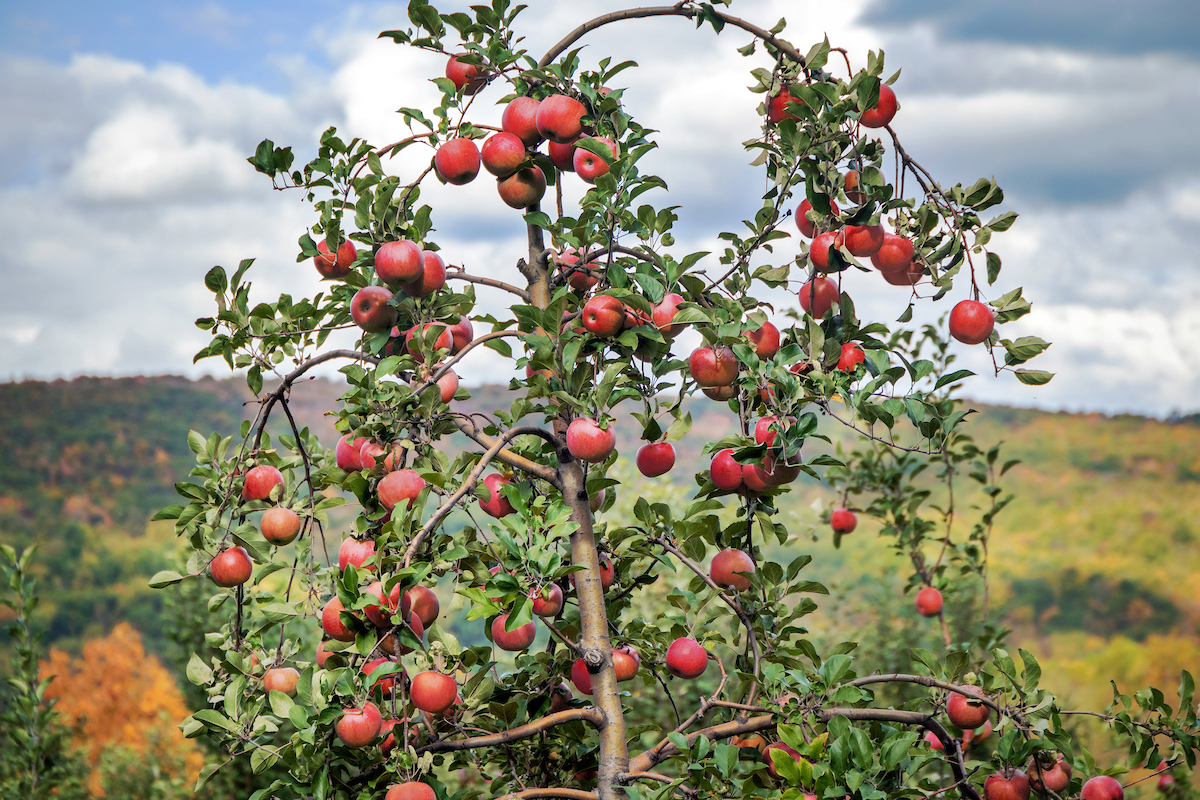 Apple tree laden with ripe red apples, set against a backdrop of colorful autumn foliage under a cloudy sky.