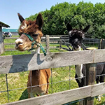 Two lamas, one brown and one black and white, standing by a wooden fence on a sunny day.