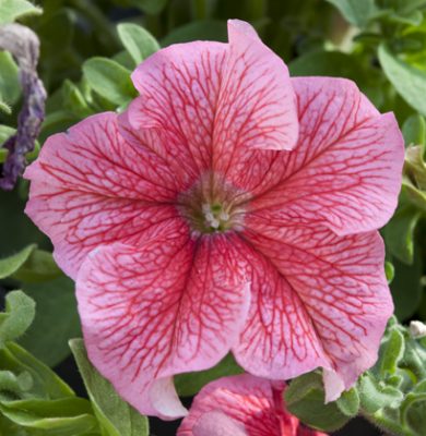 pink flower among green leaves