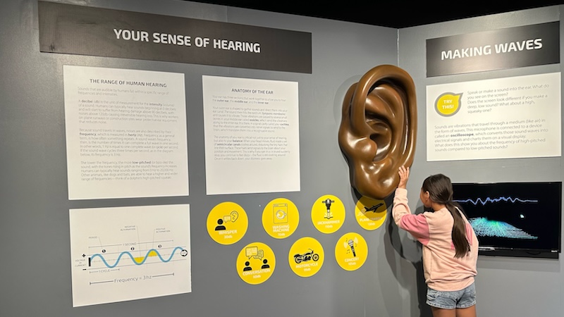 person touching sculptured ear as part of exhibition