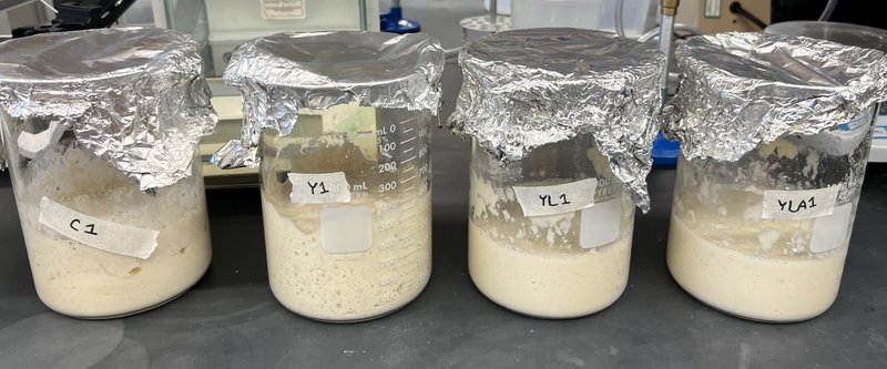 Four laboratory yeast culture jars labeled C1, Y1, YL2, and YL43, covered with aluminum foil, on a lab bench.