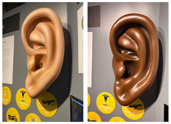 two sculptured ears as part of exhibition