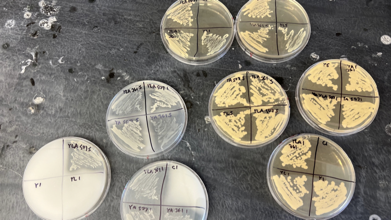 Several Petri dishes with bacterial colonies on a lab bench, labeled with dates and codes.