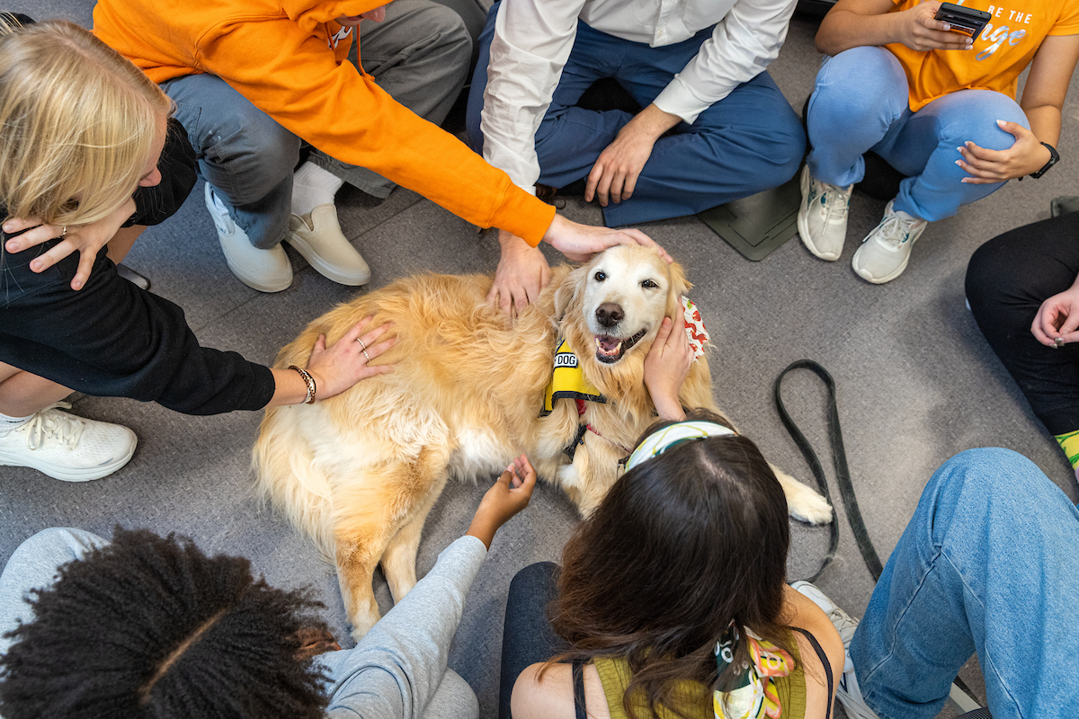 Group of people sitting in a circle and petting a happy golden retriever therapy dog.