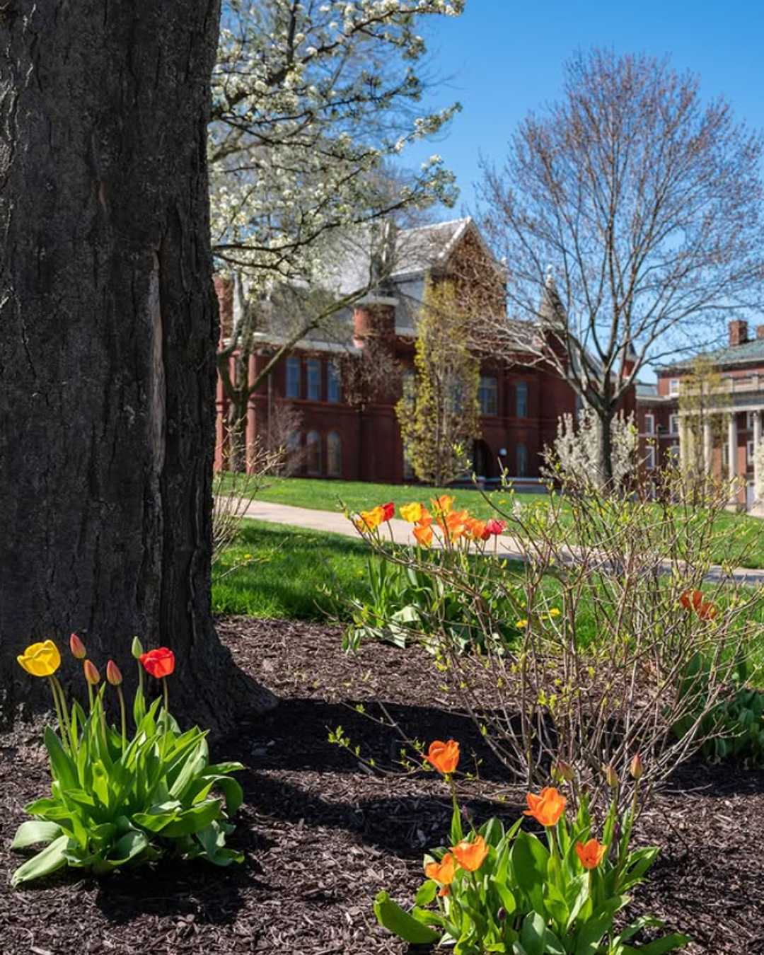 A vibrant spring scene on a college campus. In the foreground, a large tree trunk is surrounded by colorful tulips in shades of red, orange, and yellow. Behind the tree, a well-maintained lawn and pathway lead to an impressive brick building with large windows and architectural details. The background features more trees with budding leaves and a clear blue sky, indicating it is springtime.