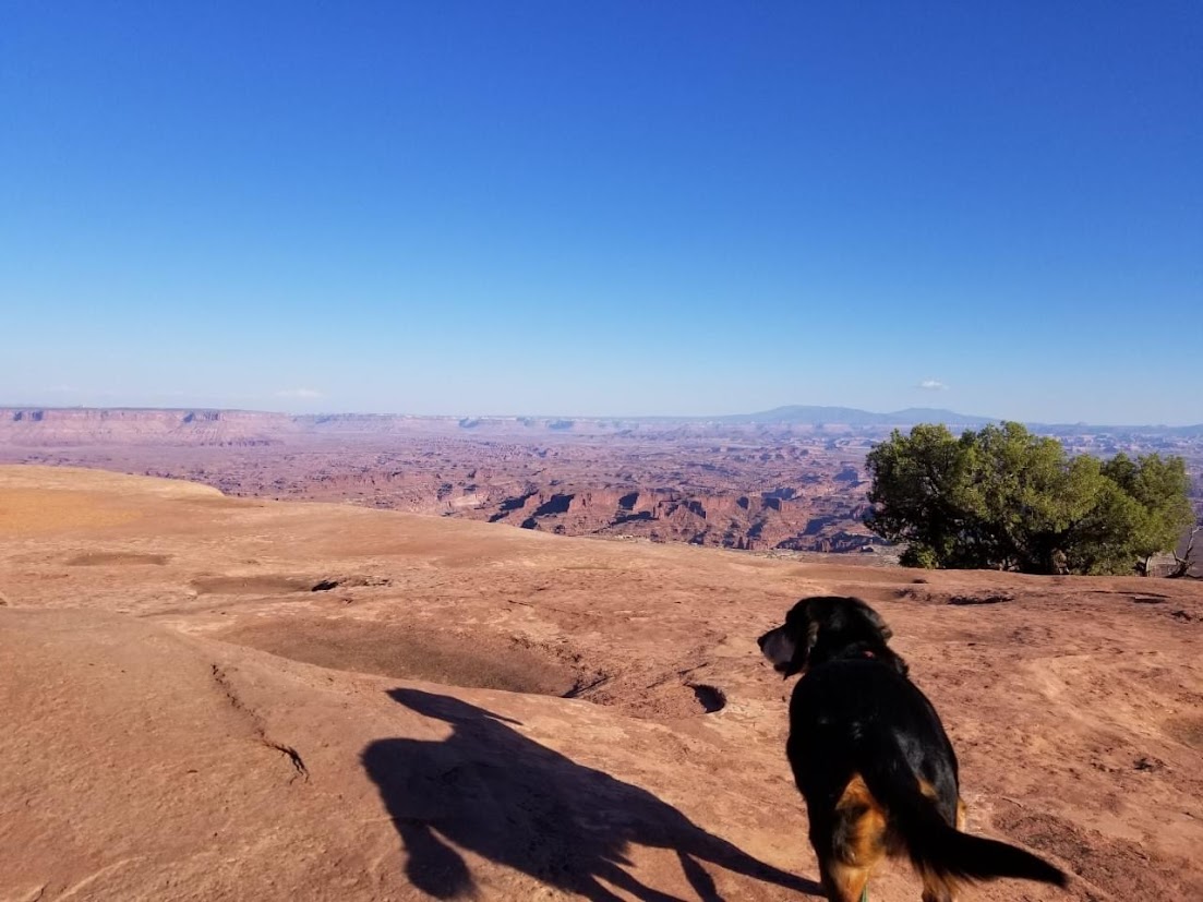 Dog overlooking the Grand Canyon.