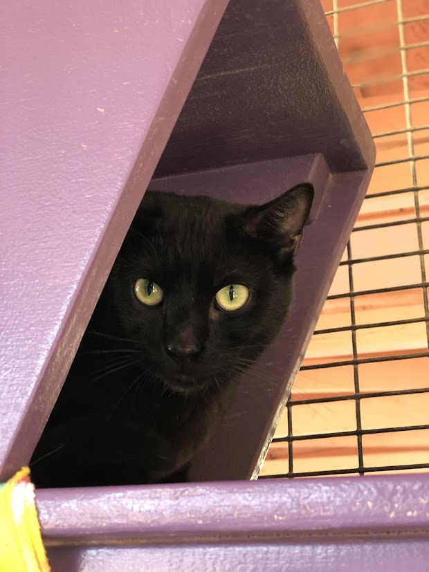Black cat peeking out of tunnel