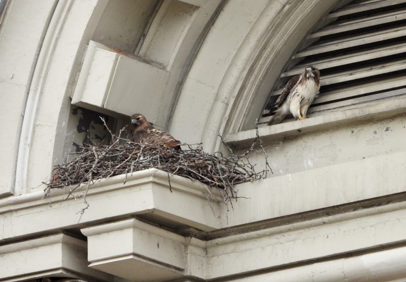 Watch the University’s Next Generation of Red-Tailed Hawks