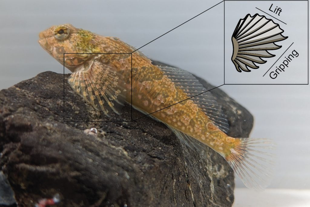 Biologist Reveals New Insights Into Fish's Unique Attachment Mechanism ...