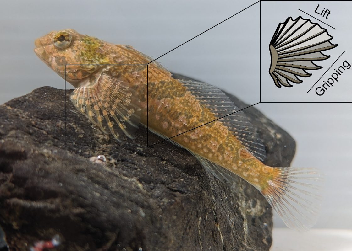 Biologist Reveals New Insights Into Fish's Unique Attachment Mechanism
